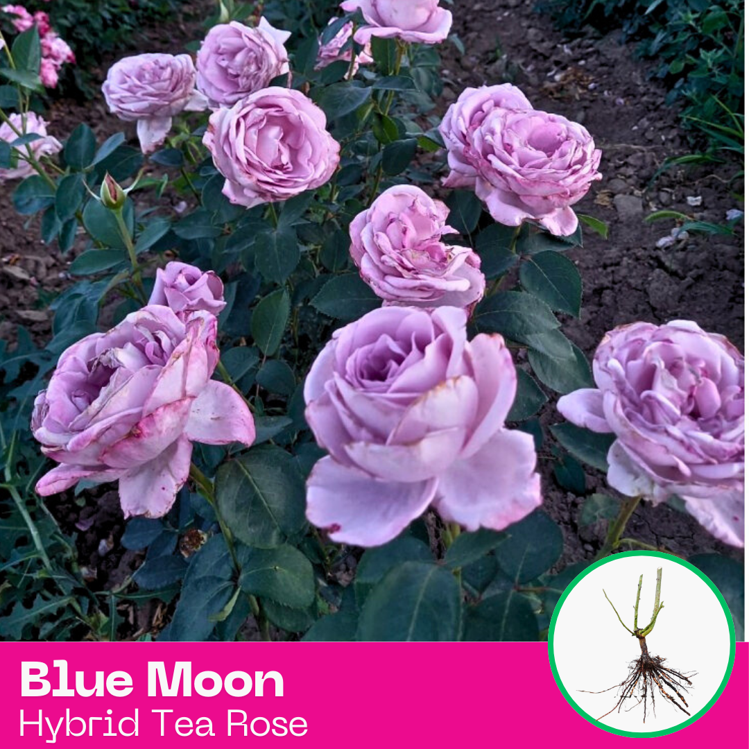 Rose Blue Moon
