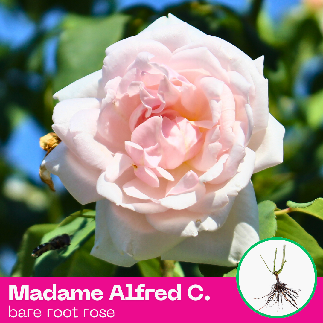 Madame Alfred Carriere rose plant - Climbing - bare root