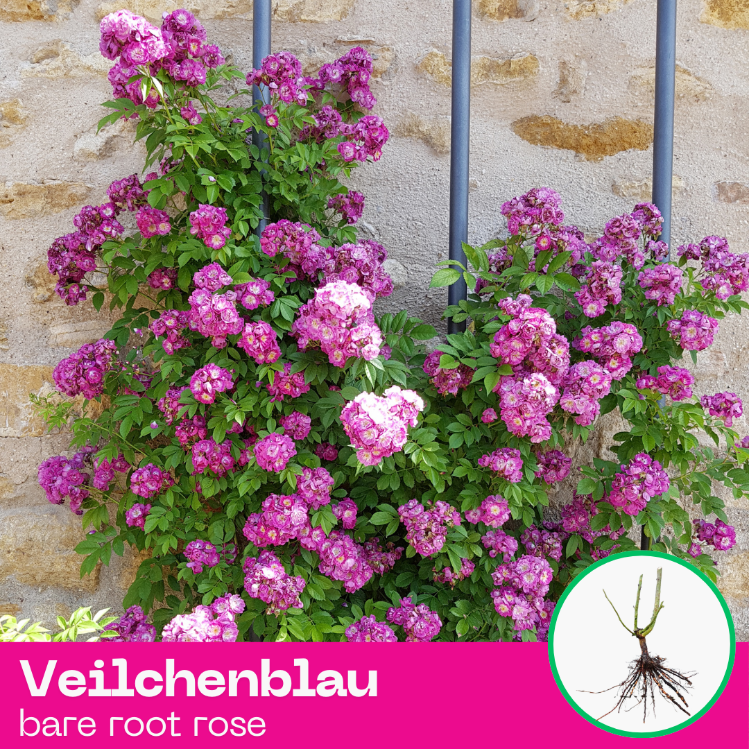 Rose Veilchenblau - Climbing