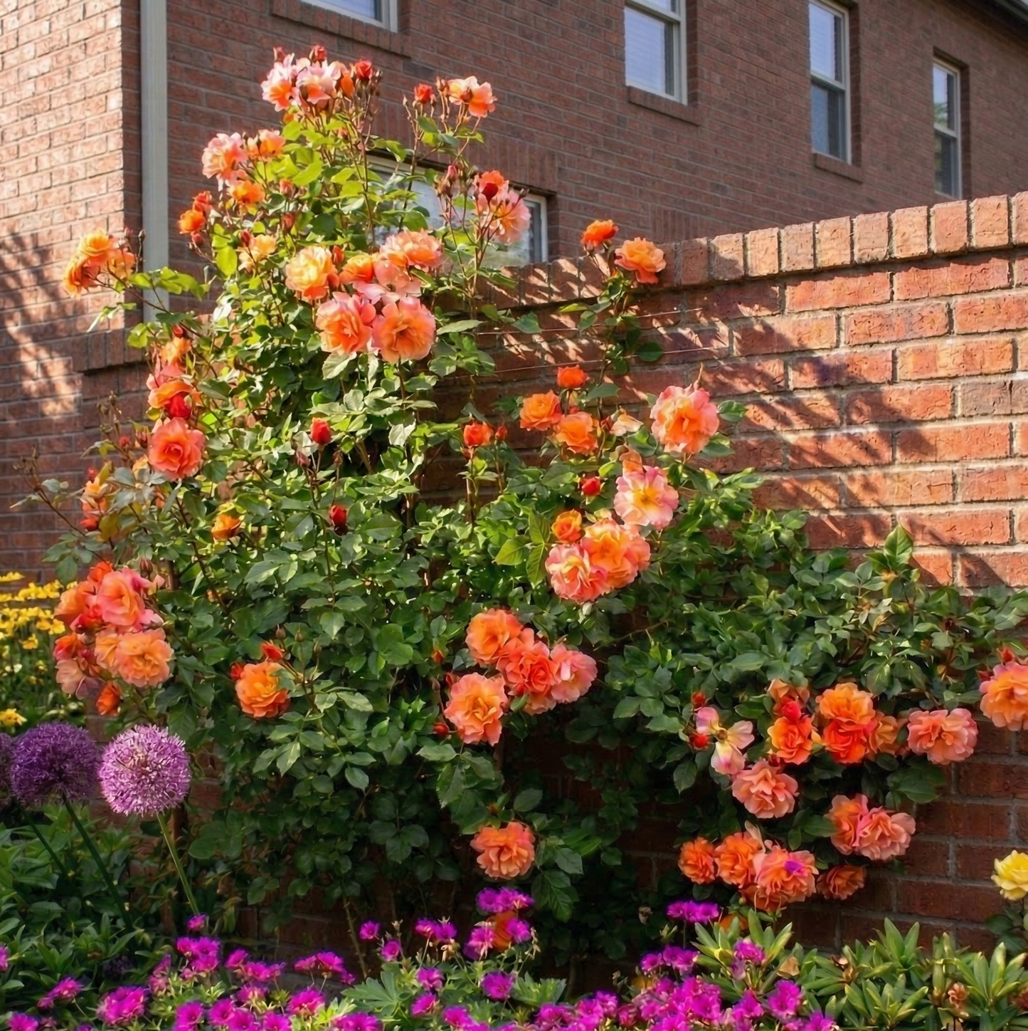 Rose Westerland