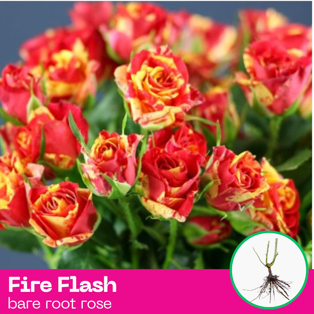 Rose Fire Flash