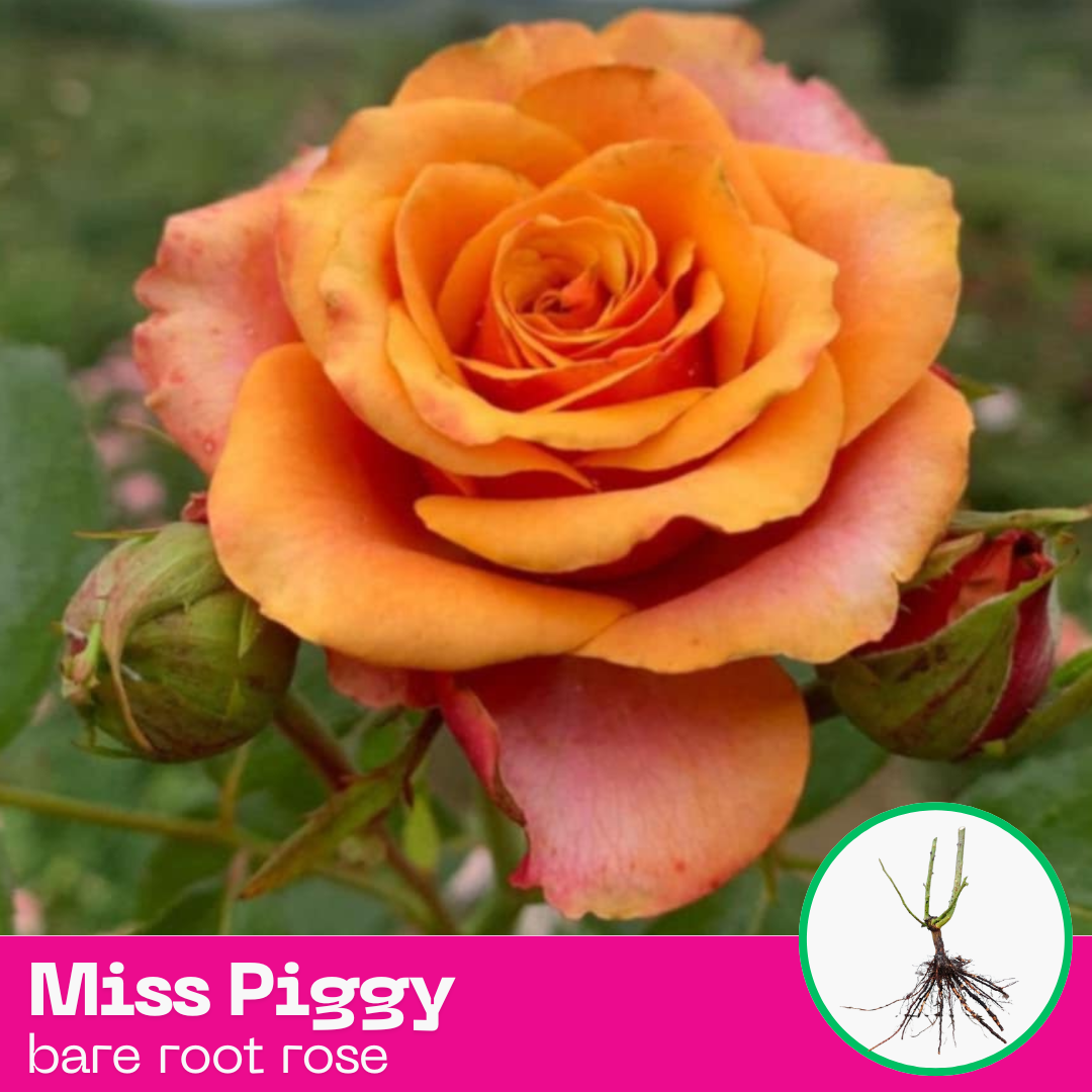 Rose Miss Piggy