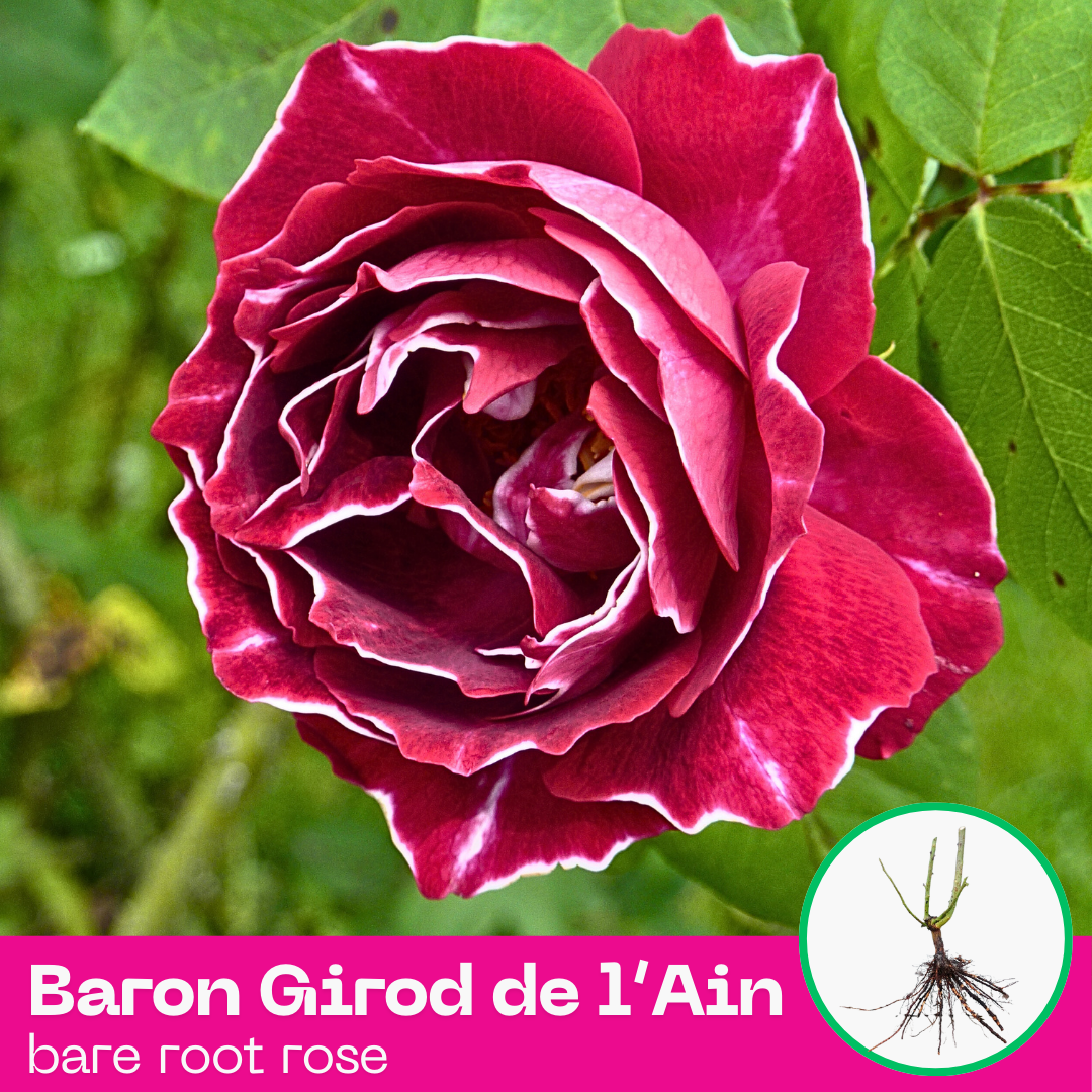 Rose Baron Girod de l’Ain