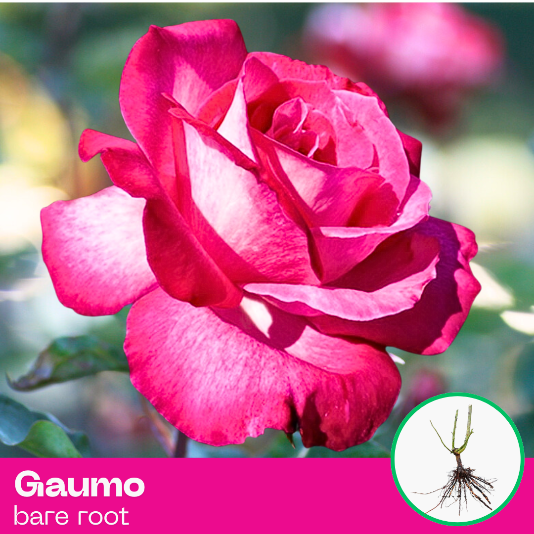 Rose Gaumo