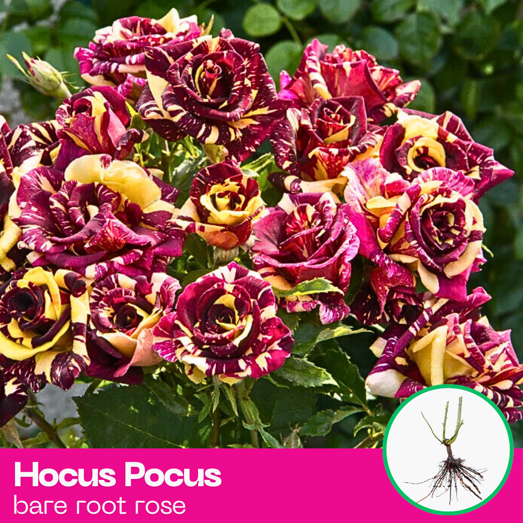 Hocus Pocus Striped Floribunda Rose Plant