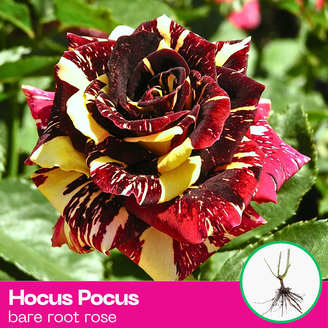 Hocus Pocus Striped Floribunda Rose Plant