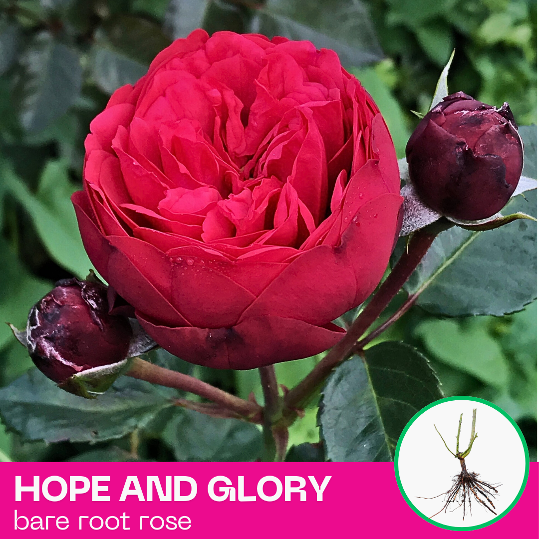 Rose Hope and Glory