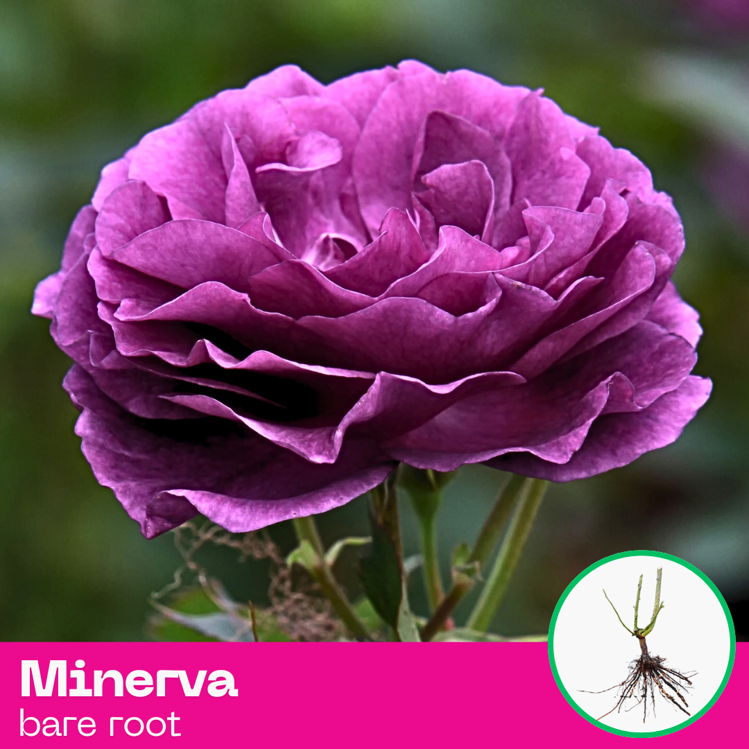 Rose Minerva