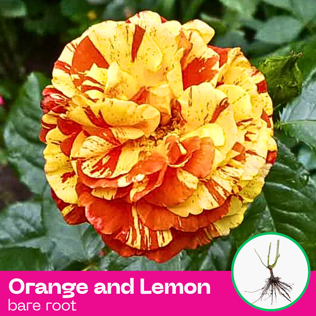 Rose Orange And Lemon Gorgeous Roses 