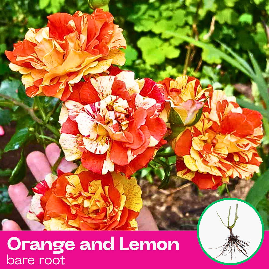 Rose Orange and Lemon