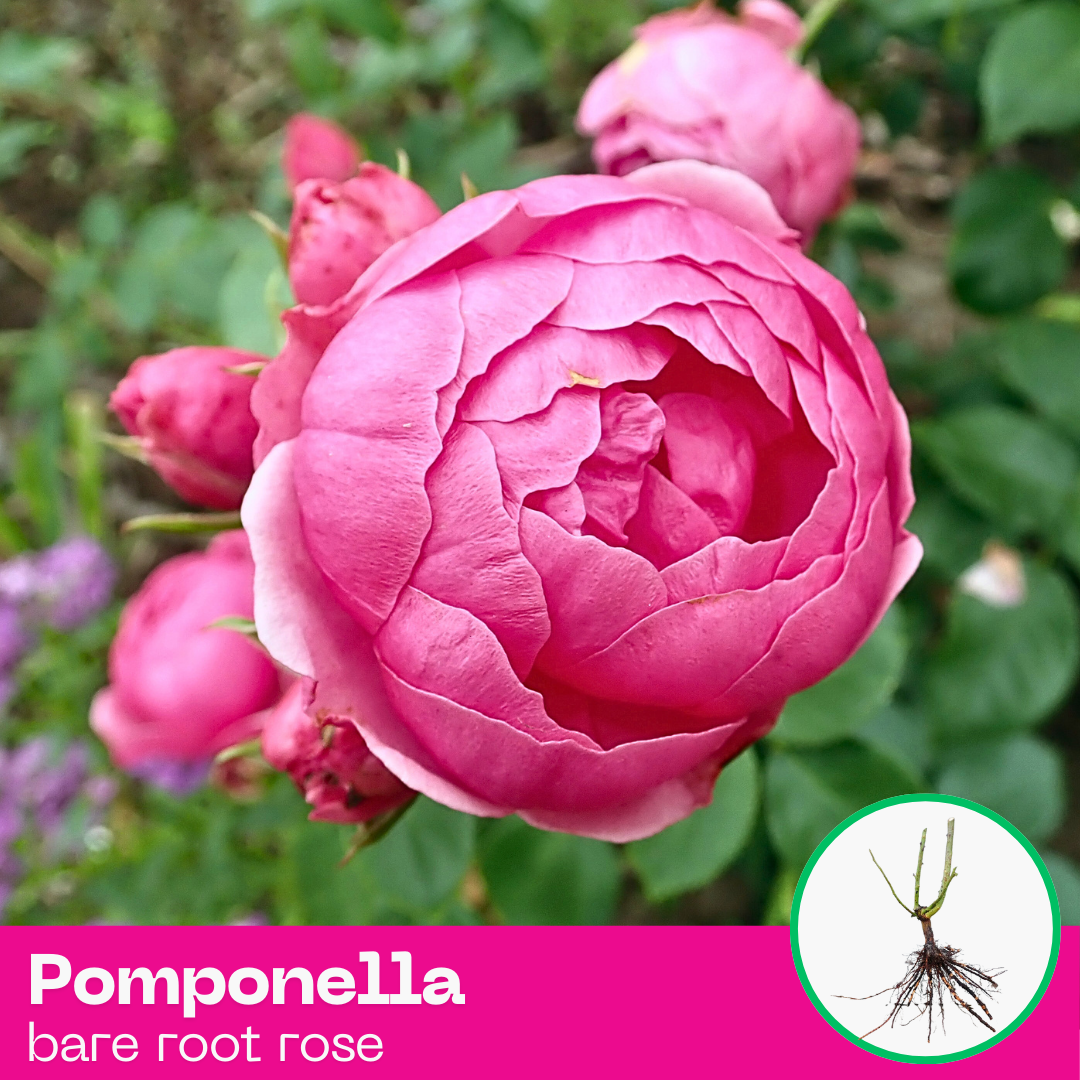 Rose Pomponella Very rarely floribunda