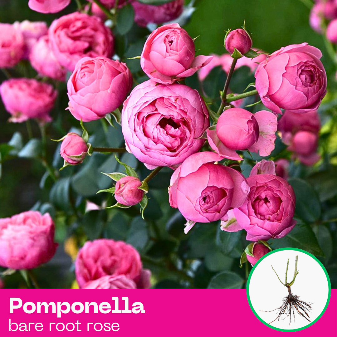 Rose Pomponella Very rarely floribunda