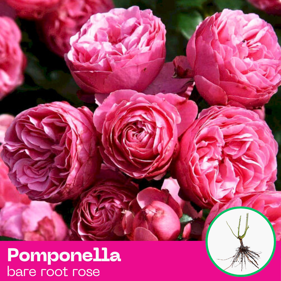 Rose Pomponella Very rarely floribunda