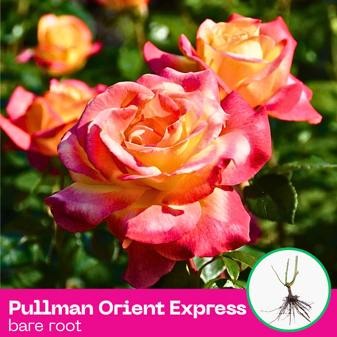 Rose Pullman Orient Express