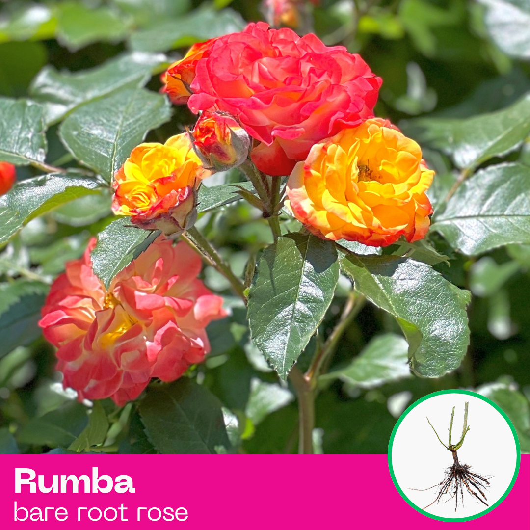 Rose Rumba