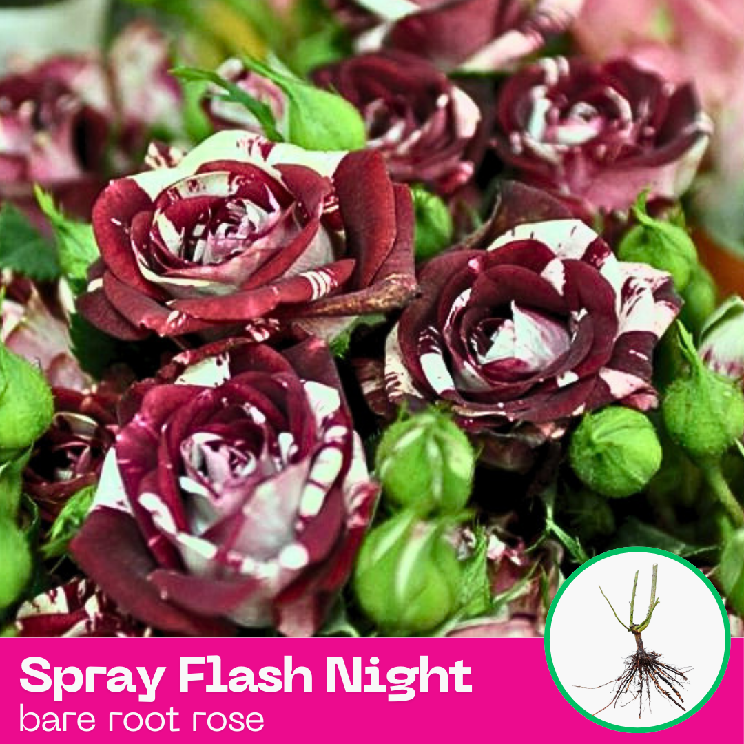 Rose Spray Flash Nights Rare Dark-Red-White Striped