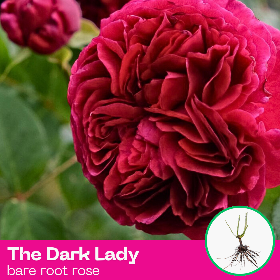 Rose The Dark Lady Shrub Rose