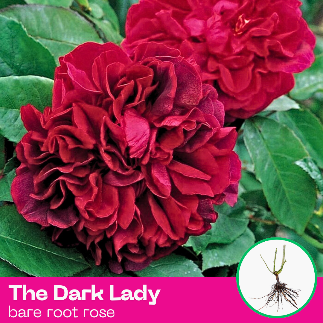 Rose The Dark Lady Shrub Rose