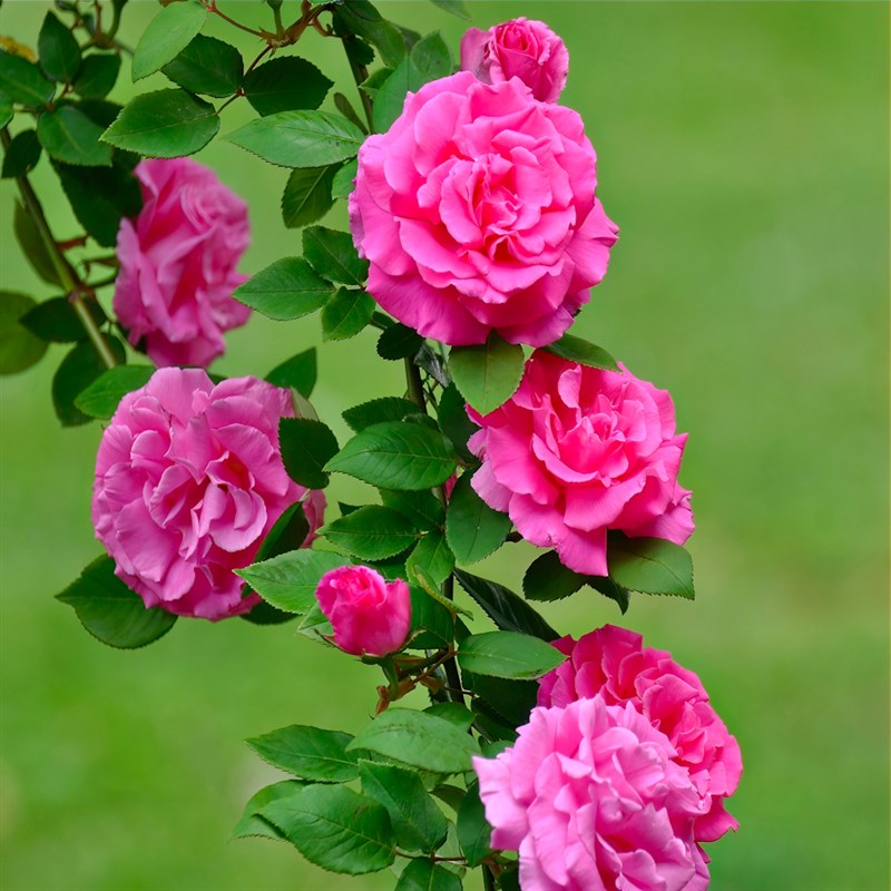 Zephirine Drouhin rose for arches and trellises
