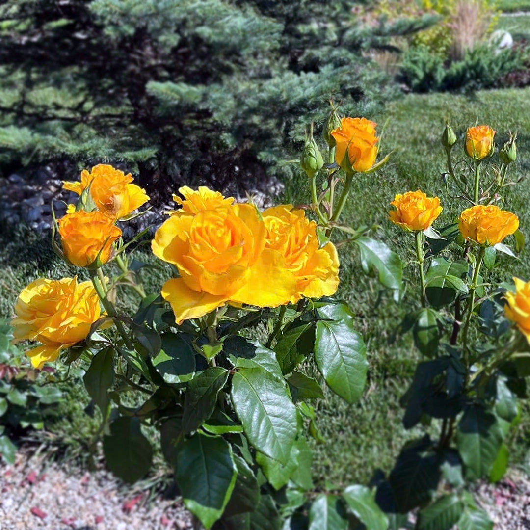 Yellow Frisco rose with curled petals, green foliage and rose buds behind it