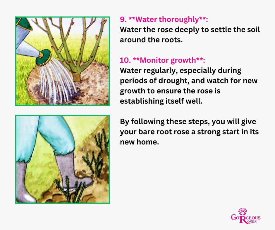 Rose Zephirine Drouhin - Climbing