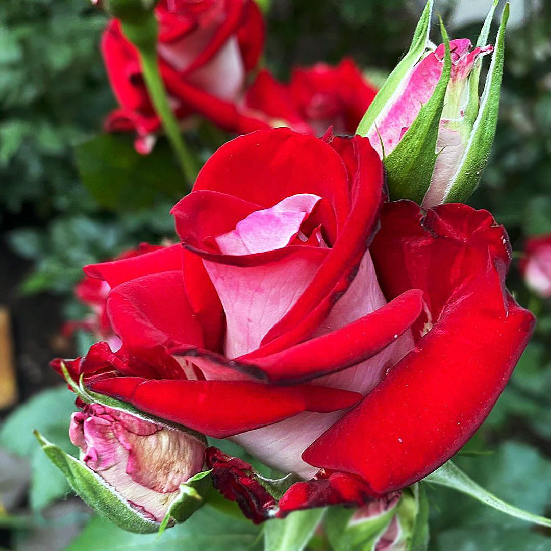 Osiria Hybrid Tea rose with red white flower and unopened buds