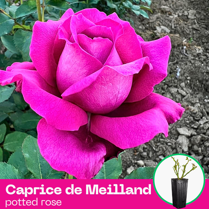 Rose Caprice de Meilland