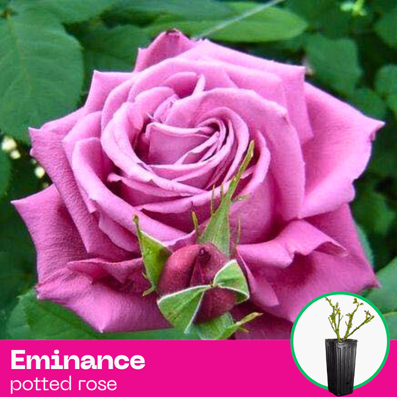 Rose Eminance