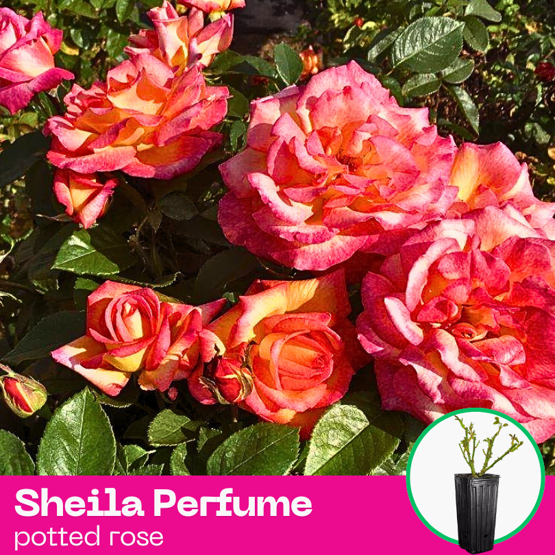 Rose Sheila Perfume
