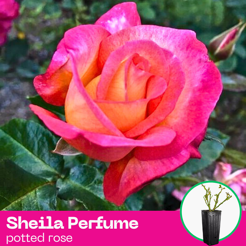 Rose Sheila Perfume