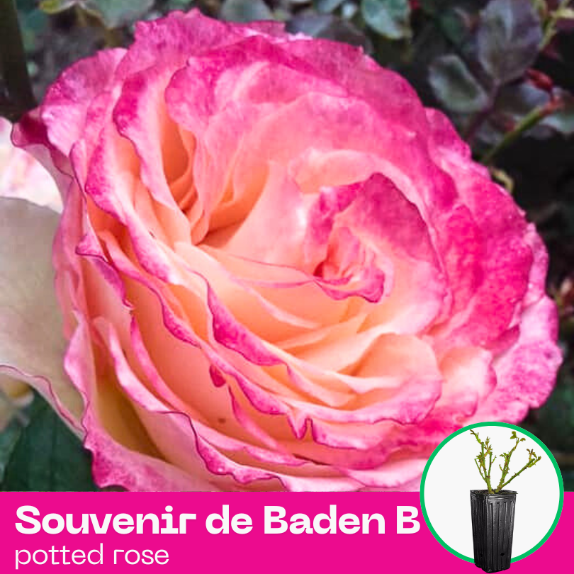 Rose Souvenir de Baden Baden
