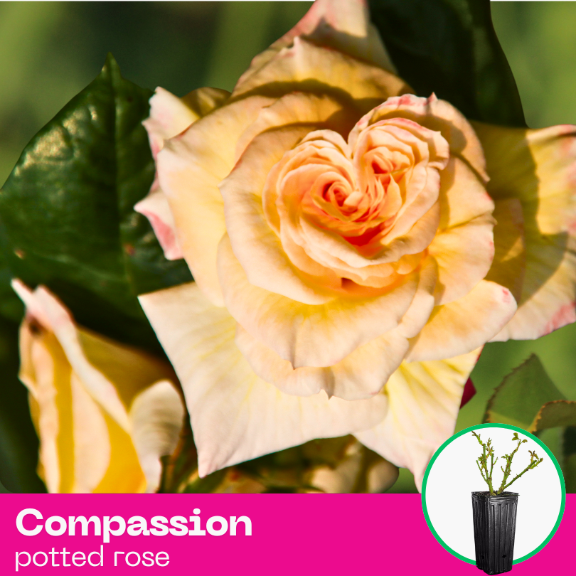 Rose Compassion - Climbing