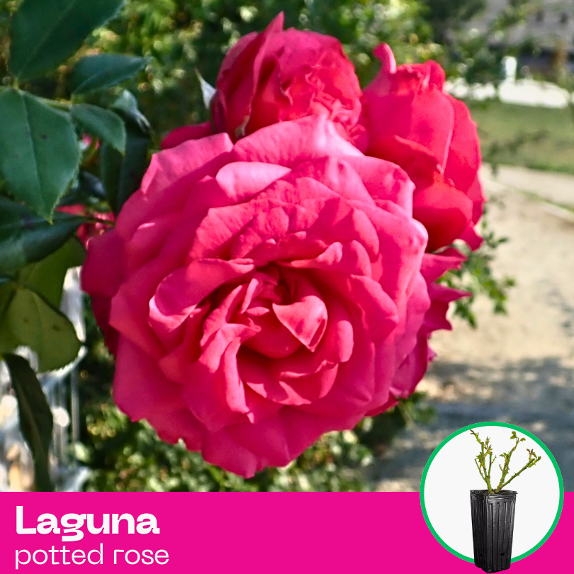 Rose Laguna - Climbing