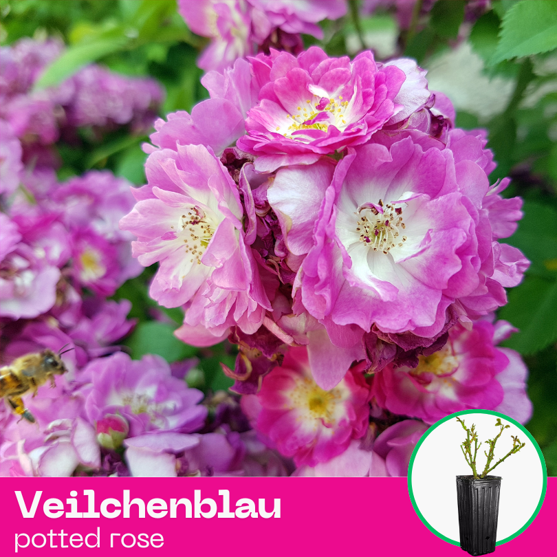Rose Veilchenblau - Climbing