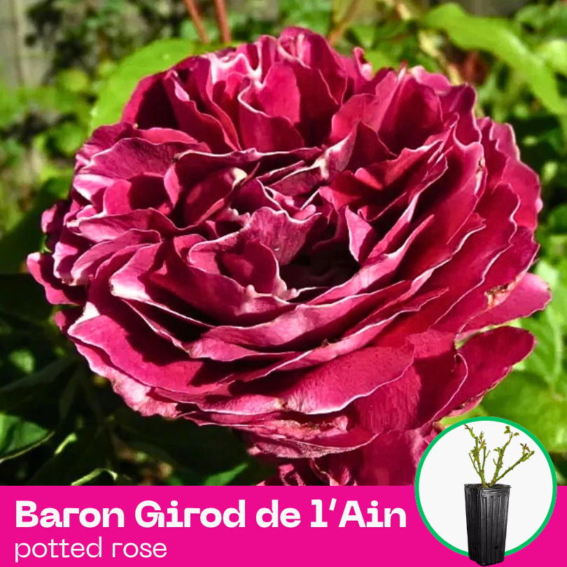 Rose Baron Girod de l’Ain