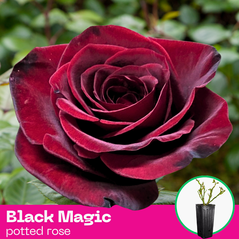 Rose Black Magic