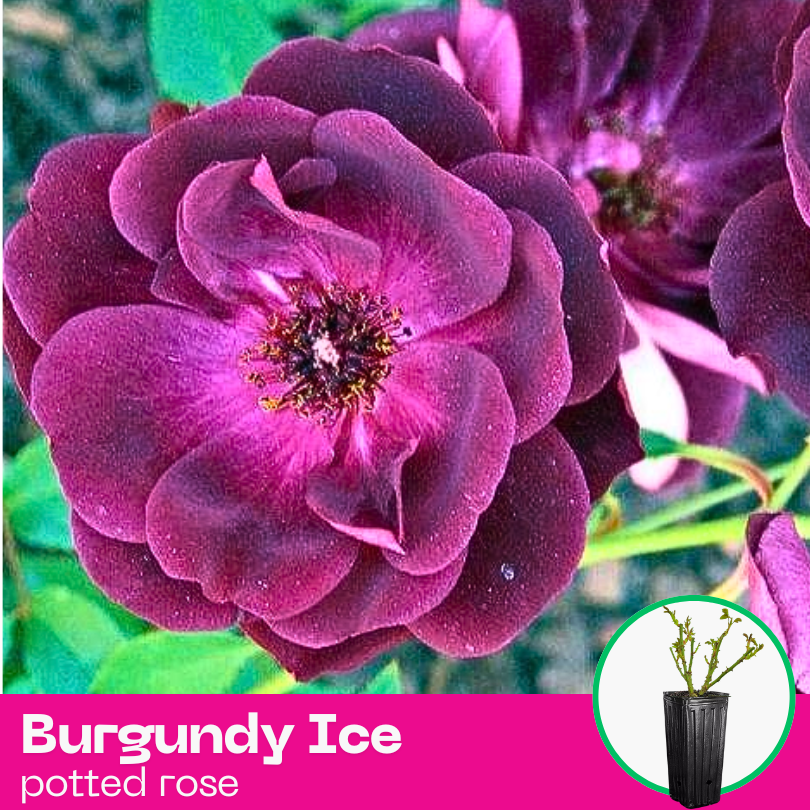 Rose Burgundy Ice