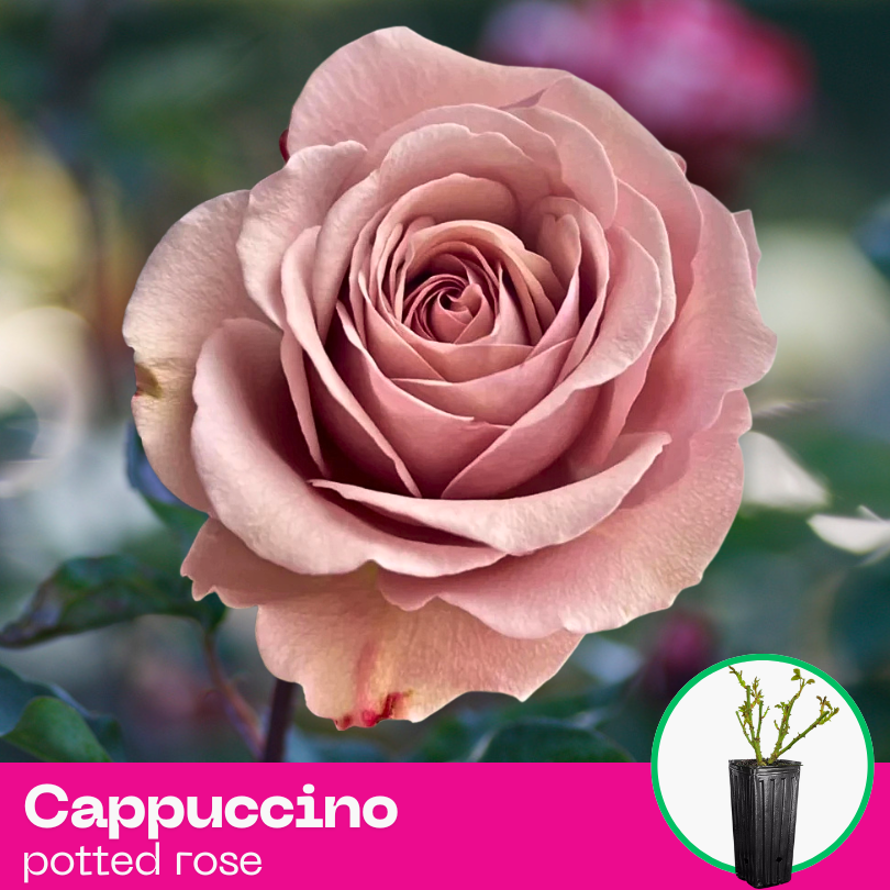 Rose Cappuccino