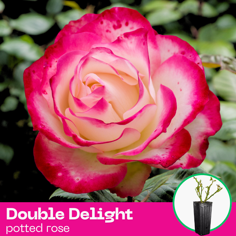 Rose Double Delight