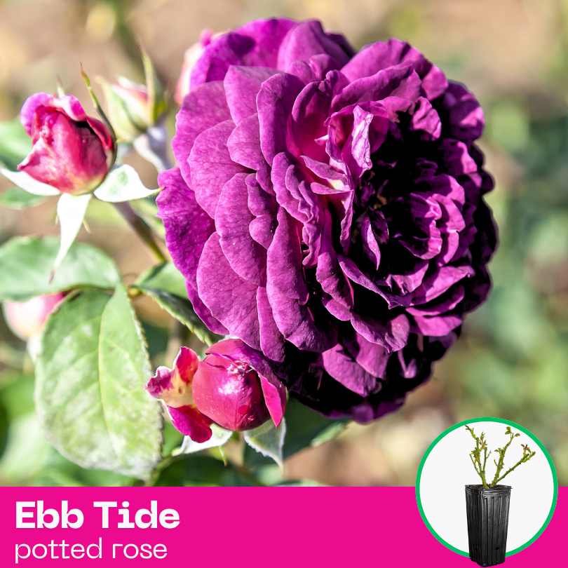 Rose Ebb Tide