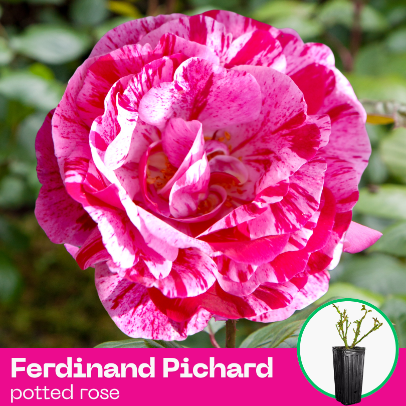 Rose Ferdinand Pichard