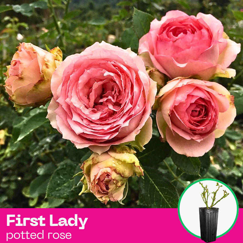 Rose First Lady