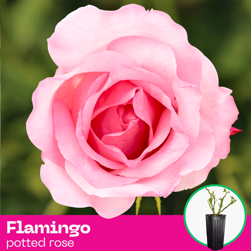Rose Flamingo