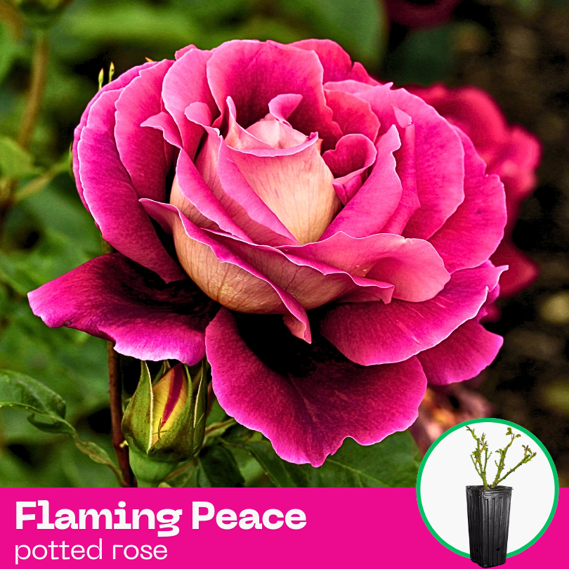 Rose Flamingo Peace