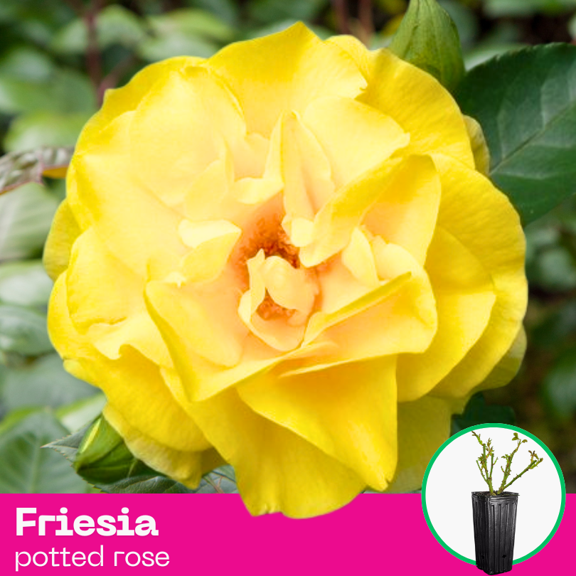 Rose Friesia