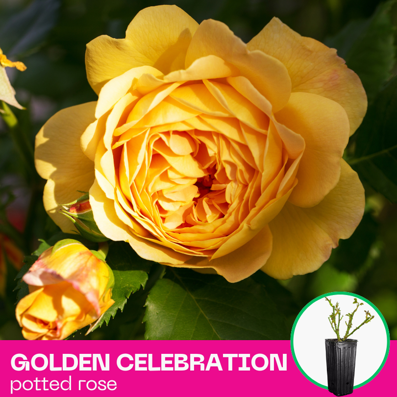 Rose Golden Celebration