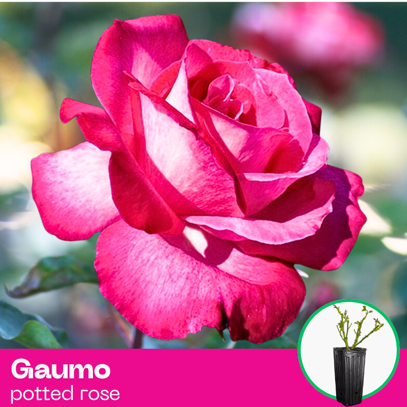 Rose Gaumo