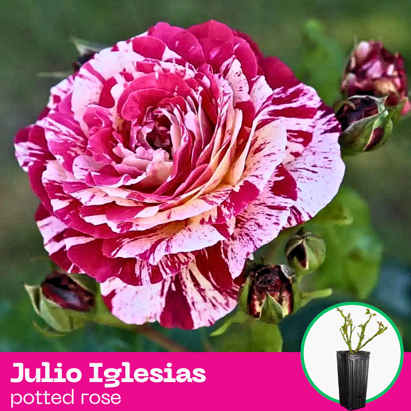 Rose Julio Iglesias