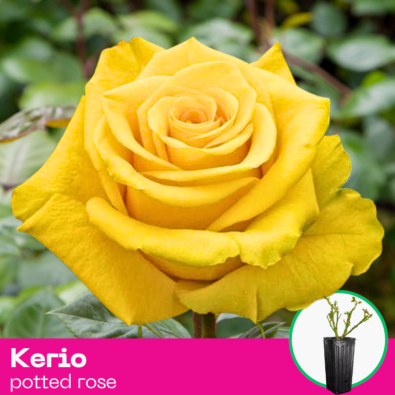 Rose Kerio