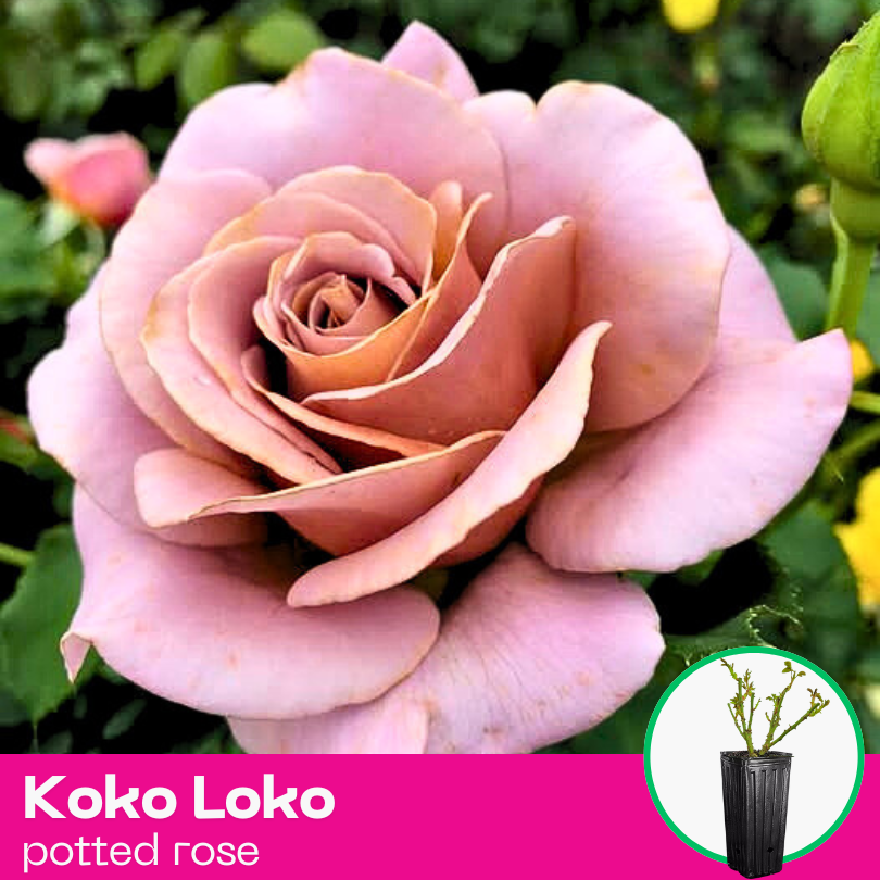 Rose Koko Loko
